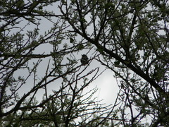 Batis pririt affinis