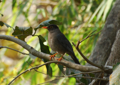 Turdus simillimus