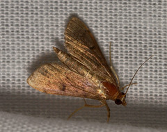 Rhectocraspeda periusalis