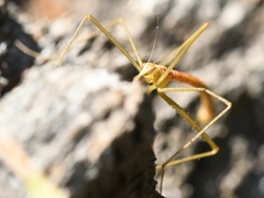 Apterobittacus apterus