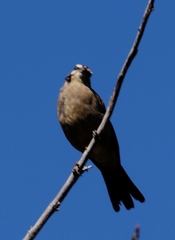 Emberiza capensis cinnamomea
