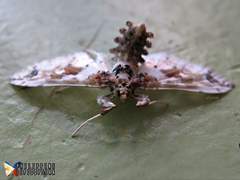 Leucinodes orbonalis