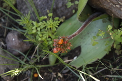 Haemanthus