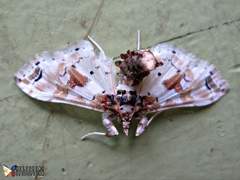 Leucinodes orbonalis