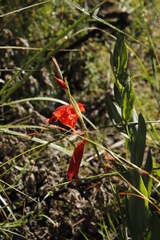 Gladiolus saundersii