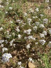 Dontostemon integrifolius