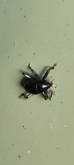Trigonopterus