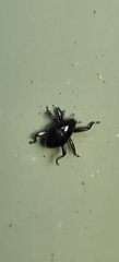 Trigonopterus