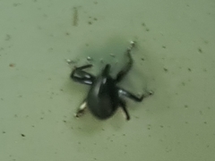 Trigonopterus