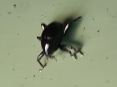 Trigonopterus