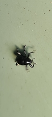 Trigonopterus