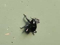 Trigonopterus