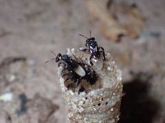 Tetragonilla collina