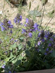 Dracocephalum foetidum