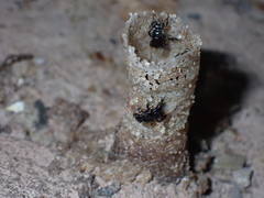 Tetragonilla collina