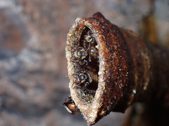 Homotrigona apicalis