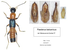 Paederus balcanicus