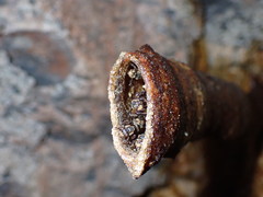 Homotrigona apicalis