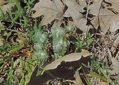 Bombycilaena discolor