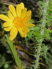 Cullumia setosa