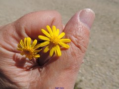Senecio gallicus