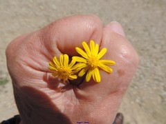 Senecio gallicus