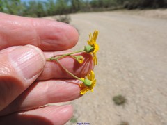 Senecio gallicus