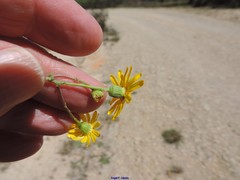 Senecio gallicus