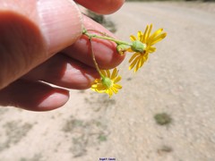 Senecio gallicus