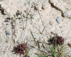 Teesdalia coronopifolia