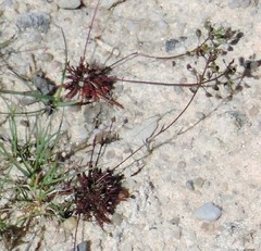 Teesdalia coronopifolia
