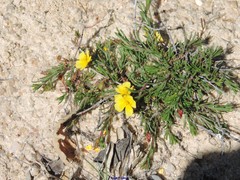 Fumana procumbens