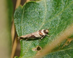 Macrobathra desmotoma