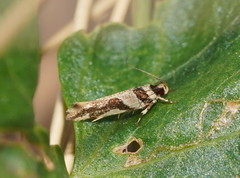 Macrobathra desmotoma