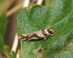 Macrobathra desmotoma