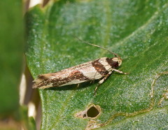 Macrobathra desmotoma