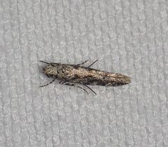 Coleotechnites australis