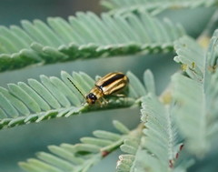 Monolepta subsuturalis