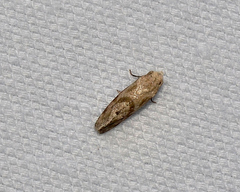 Cochylis caulocatax