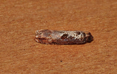 Episimus tyrius