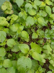 Urtica membranacea