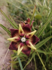 Pachycarpus concolor