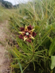 Pachycarpus concolor