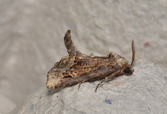 Homophoberia apicosa