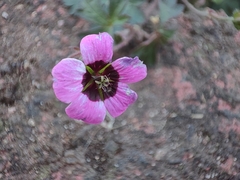 Geranium ocellatum
