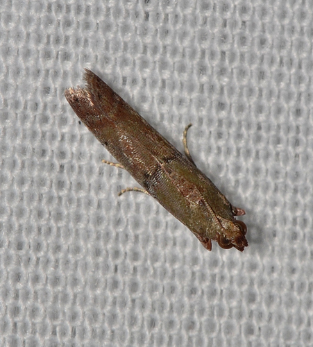 Palm Bud Moth photo 5