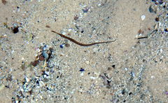 Stigmatopora nigra