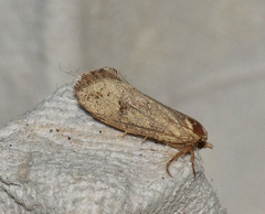 Acrolophus walsinghami