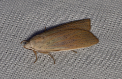 Palpidia pallidior