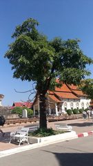 Couroupita guianensis